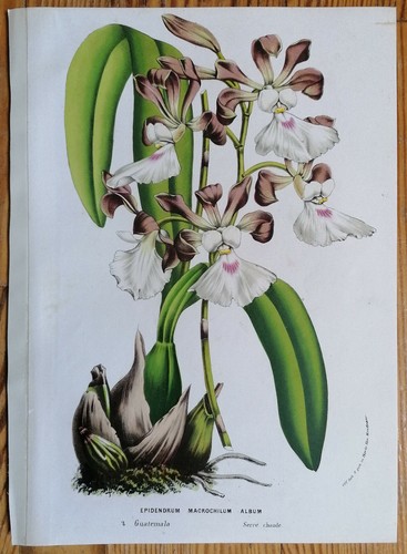 Van houtte stampa originale - houtte,