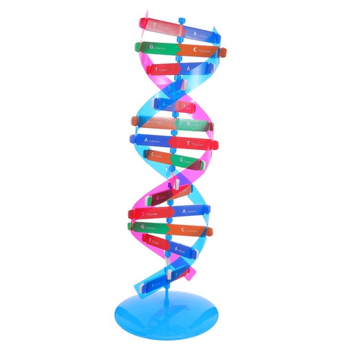 Modello dna doppia - di,