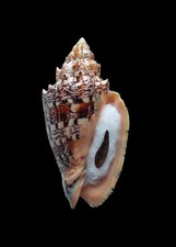 SHELL CONCHIGLIA VOLUTA EBRAEA