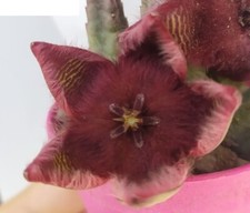 TALEA SENZA RADICI Stapelia Obducta Fiore in foto da WEB Huernia Orbea