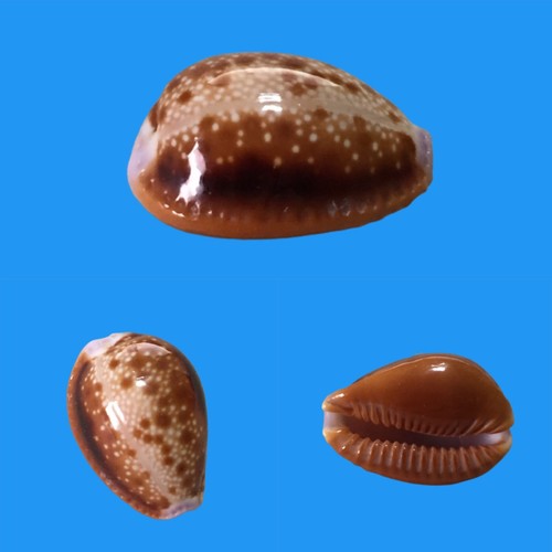 Cypraea helvola argella - helvola,