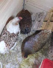 uova FERTILI FECONDE di GALLINA NANA, mix razze COCINCINA e WYANDOTTE