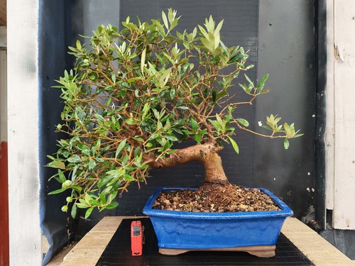 Bonsai olivo 56 - olivo,