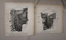 2 Stampe Anatomiche Vintage