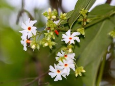 Nyctanthes arbor-tristis Vedi