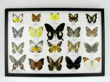 20 Farfalle splendidamente