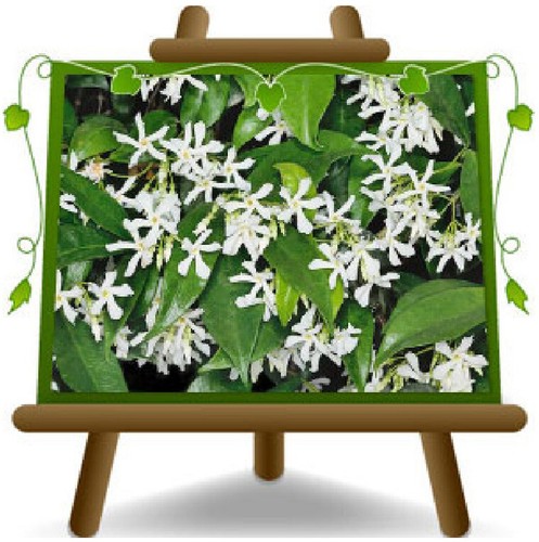Rhyncospermum jasminoides - rhyncospermum,