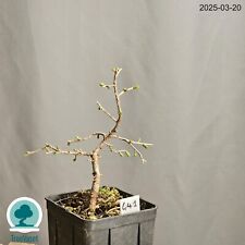 Bonsai Larix Decidua Prebonsai