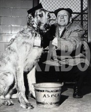 Foto Vintage Animali Regno Unito Levriero Irlandese anni 60 stampa 18x13 cm