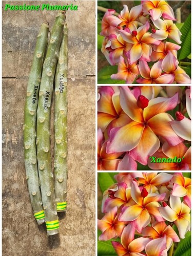 Talea plumeria - plumeria, (plumeria