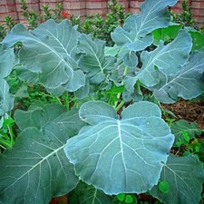  Lot De 100 Graines De Chou Fourrager Proteor Graines Seed