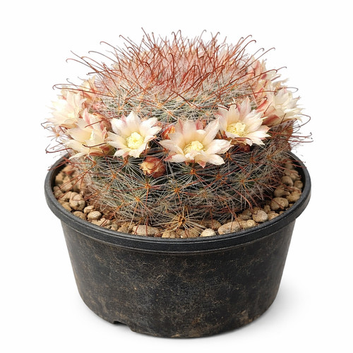 Mammillaria schelhasei seeds - mammillaria,