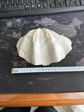 Conchiglia tridacna gigas 21 - conchiglia, (21