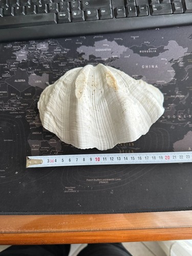Conchiglia tridacna gigas 21 - tridacna,