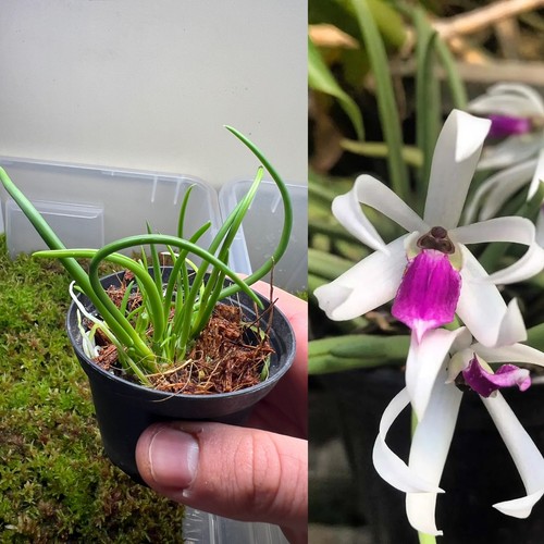 Orchidea leptotes bicolor - orchidea,