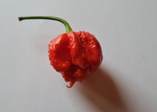 20 semi di Peperoncino Dragon Breath +piccante Carolina reaper