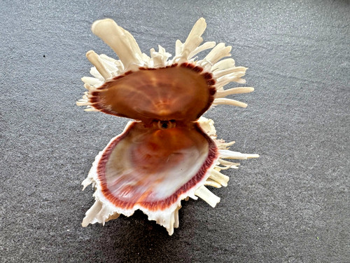 Scrittore spondylus spinosus - scrittore,