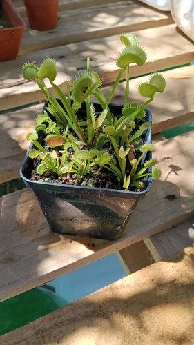 Dionaea muscipula shark - dionaea,