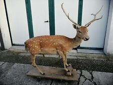 Daino imbalsamato full body fallow deer taxidermy tassidermia trofeo caccia 