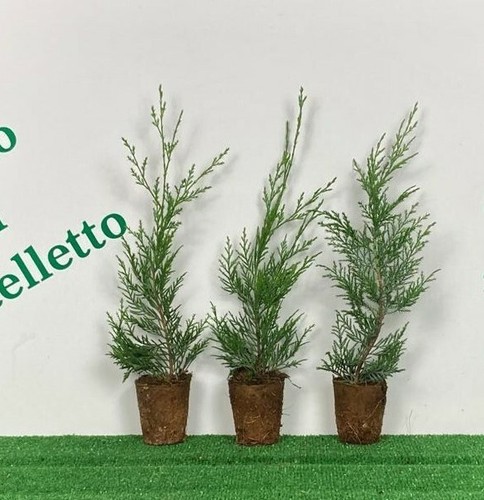 Cipresso leyland - di,