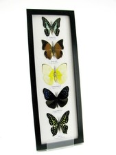 5 Farfalle splendidamente