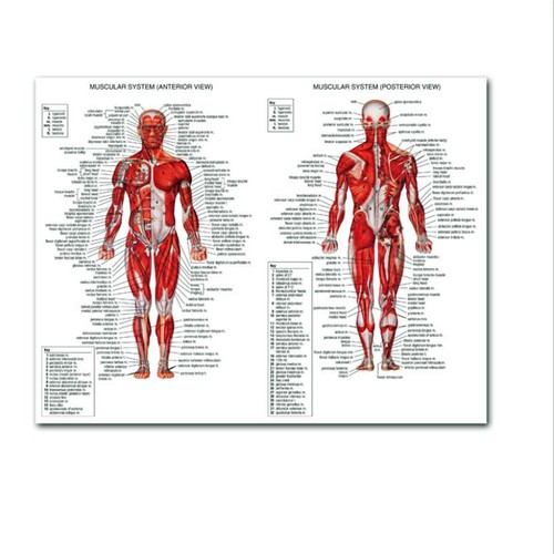 Poster sistema muscolare - poster,