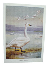 ORNITOLOGIA CARTOLINA CACCIA UNIVERSITà BOLOGNA CACCIATORE CIGNOR MINORE UCCELLO