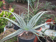 10 semi di Aloe suprafoliata 