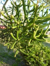 Plantas suculentas - plantas,