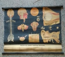 Poster degli anni '40 Anatomia Editore VALLARDI 105 x 87 cm Organi dei sensi 