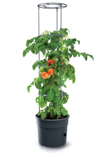 Pianta pomodoro fioriera - pianta,