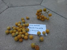 100 semi SOLANUM MAURITIANUM