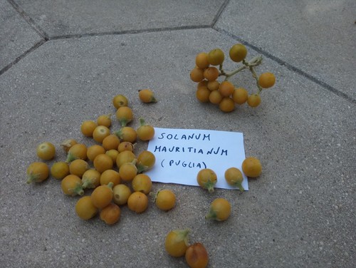 100 semi solanum mauritianum - 100,