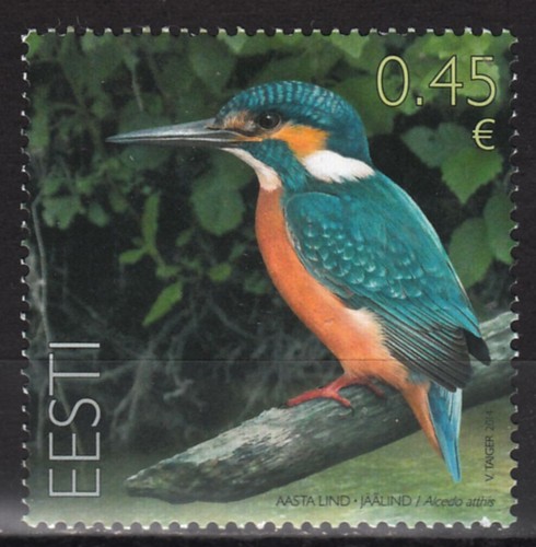 Kingfisher alcedo attis bird - kingfisher,