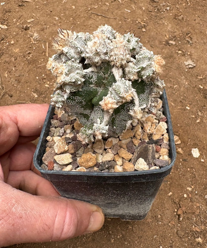 Astrophytum ornatum hannya - astrophytum,