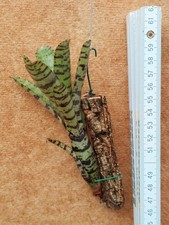 Neoregelia Flerida, rilegato, bromelia