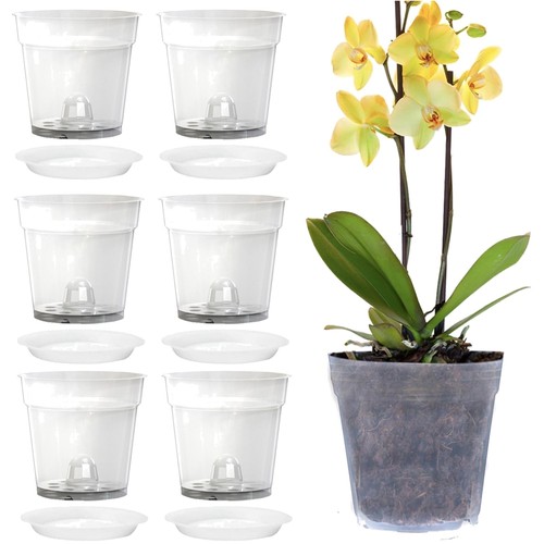 Vasi orchidee trasparenti