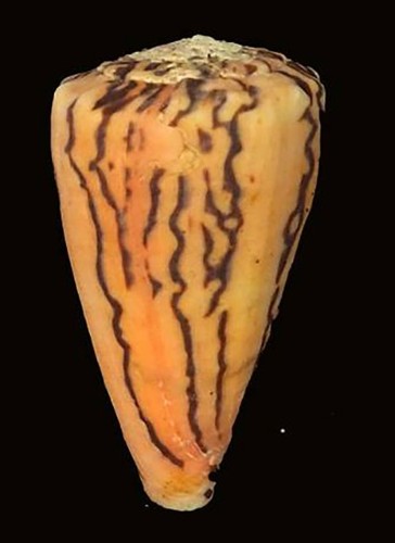 Conus princeps huge - conus,