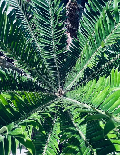 Encephalartos barteri - -,