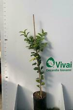 Pianta di Arancio Amaro in fitocellula (foto reale)