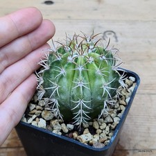 Melocactus matanzanus