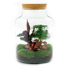 Flaschen-Terrarien-Set Con