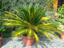 Pianta Cycas Revoluta H 130 cm Vaso 50 XL Giardino Palma Piante albero garden
