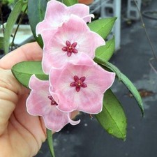 Hoya Patella – Morbida