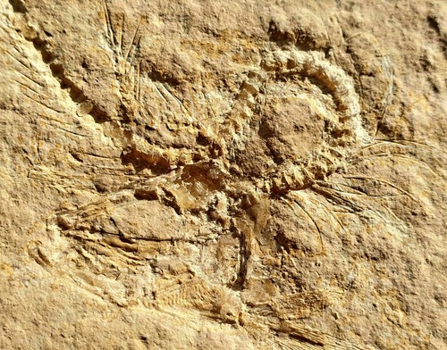 Pesce fossile malm - -,