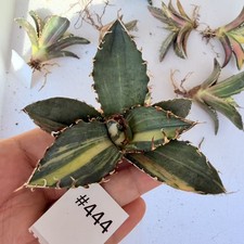 Vendita raro cactus agave