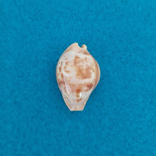 Cypraea propustularia - cypraea,