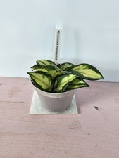 celeste HOYA Hoya carnosa