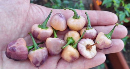 Semi peperoncino cheiro - 15,