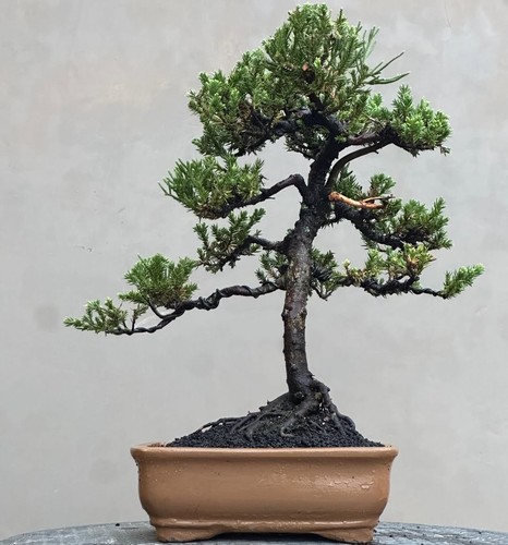 Bonsai juniperus chinensis - di,
